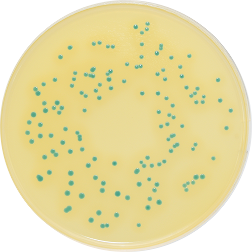 ...colonies with no halo Listeria monocytogenes NCTC 11994 Blue colonies wi...